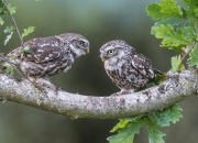 开云棋牌试玩-跨界决胜，从NBA硬汉到F1新锐，英格拉姆的双重征服