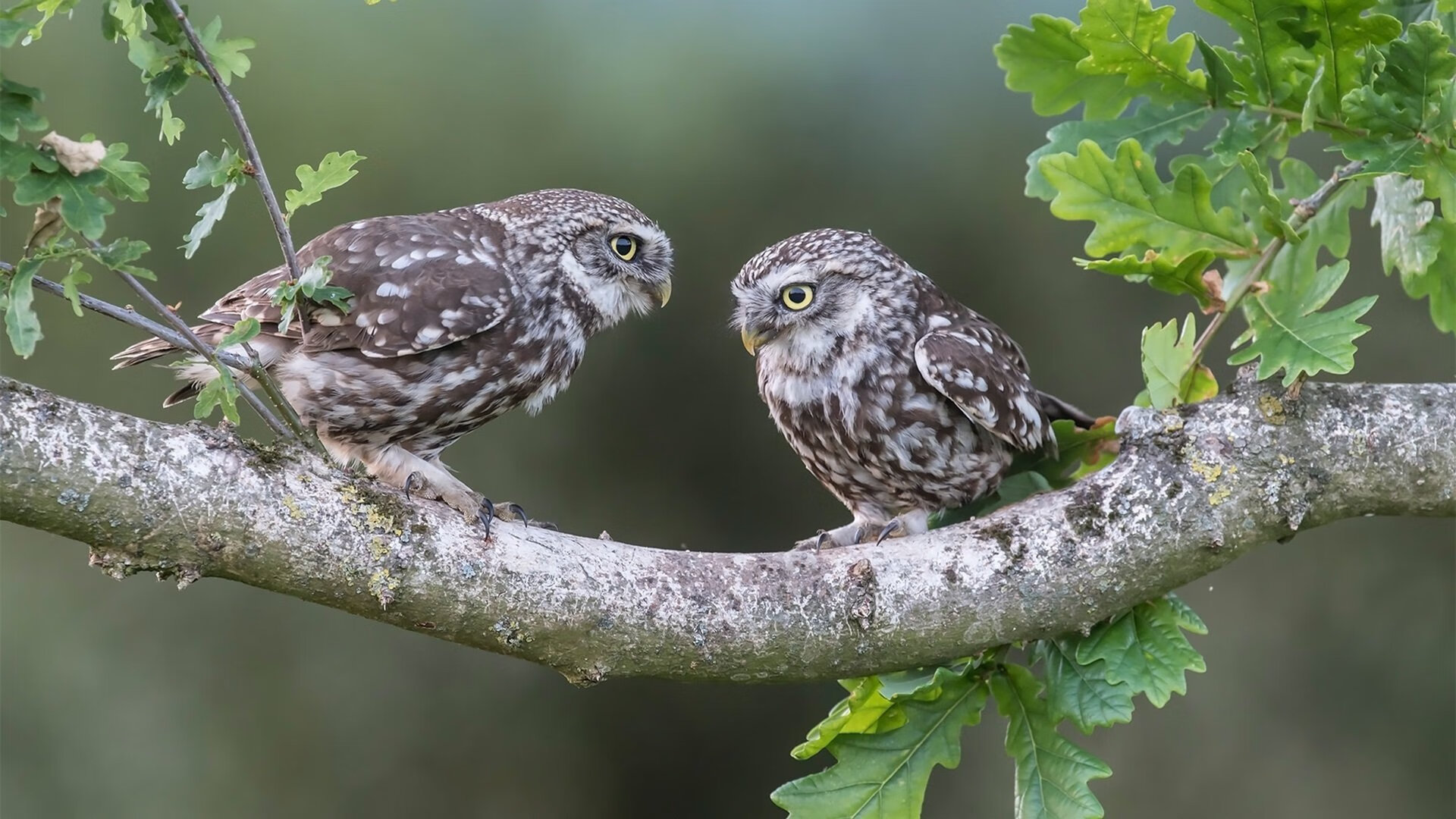 跨界决胜，从NBA硬汉到F1新锐，英格拉姆的双重征服