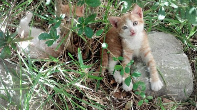 世界排名争夺战之夜，阿尔瓦雷斯高光表现改写格局